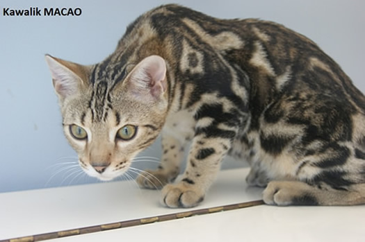 CHATON BENGAL MARBLE